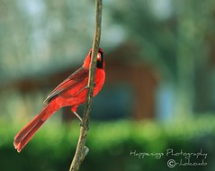 Backyard Birding Photography