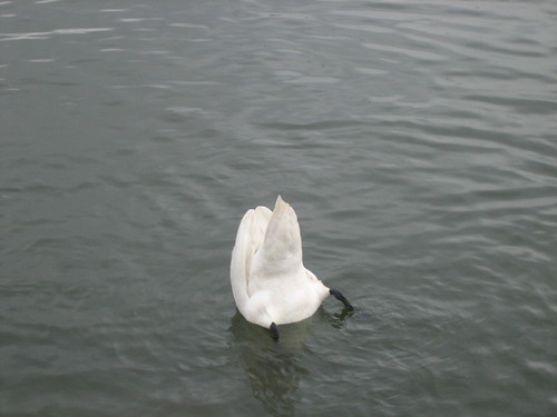 Swan dive