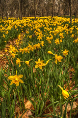 Dartmouth Daffodil Fields