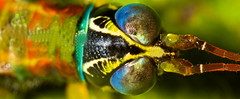 Orthoptera (Peru)