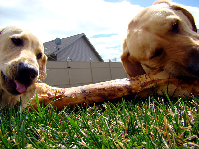 2 dogs 1 bone