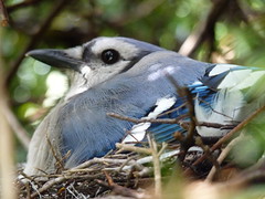 2010 Blue Jay Nesting