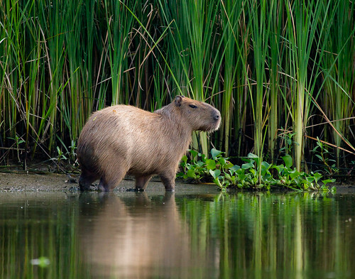 obligatory Capybara pic