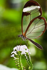 Schmetterlinge & Libellen