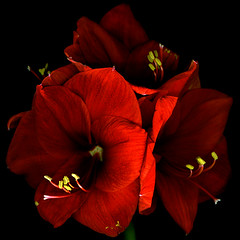 THE AMARYLLIS COLLECTION