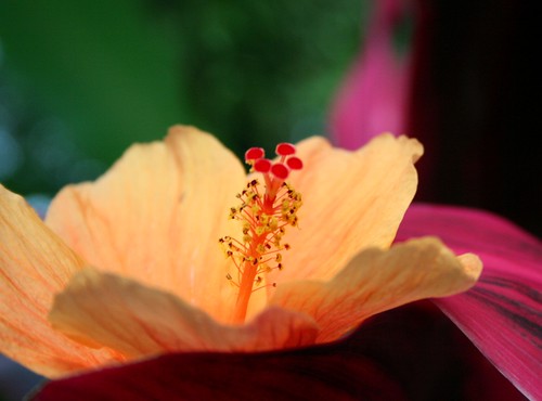 flower image