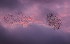 starlings  being hunted!