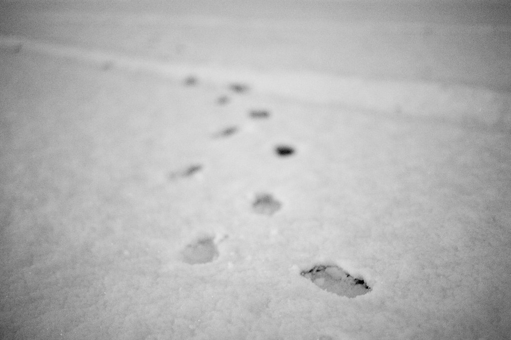 雪の上の足跡 2010/02/02 DSC_5385