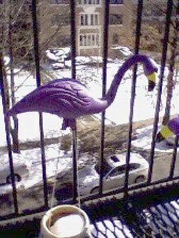Purple flamingo in Baltimore snow