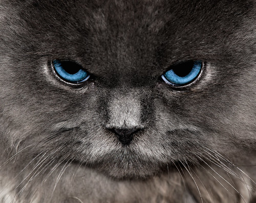 Angry Blue Eyed Grey Cat