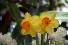 daffodils and narcissus