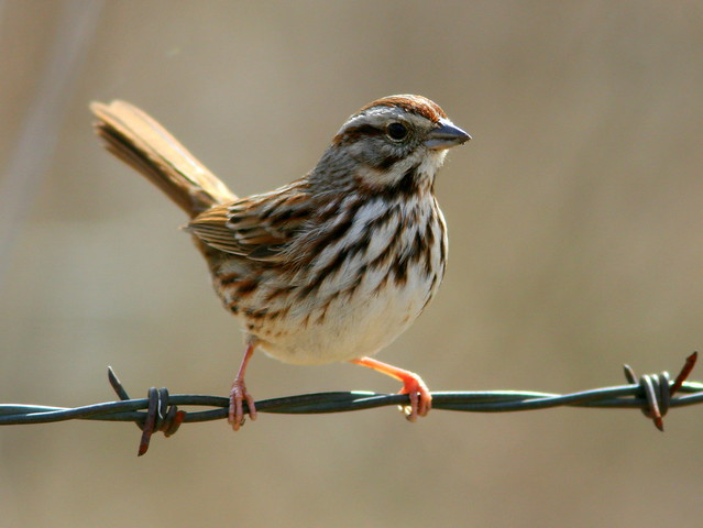 Song Sparrow 20100314