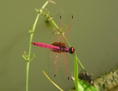 Dragonflies Singapore