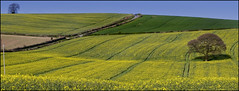 Meadows, daffodils