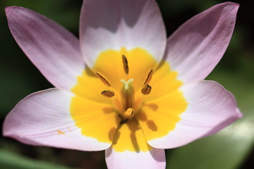 Tulipa bakeri cv. 'Lilac Wonder' / チューリップ 「ライラックワンダー」