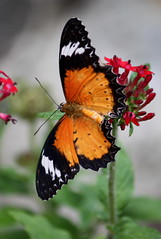 Lacewing butterflies