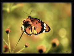 Celebration of Spring ~ Butterfly Collection