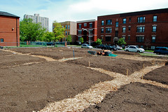 Community Gardening 2010