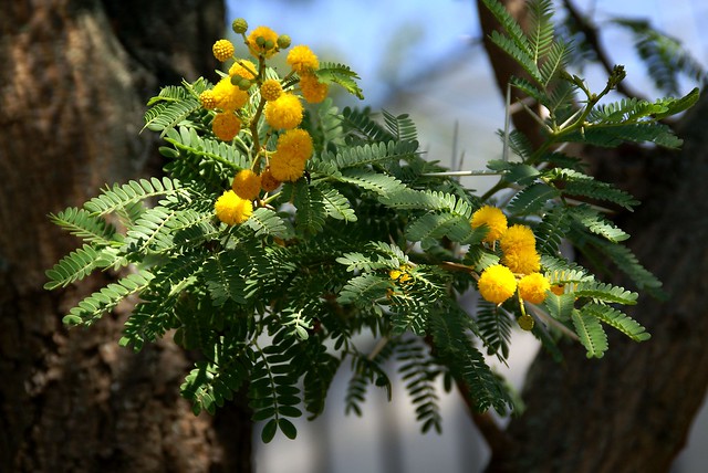 Akazie, Karroo- / sweet thorn (Acacia karroo)