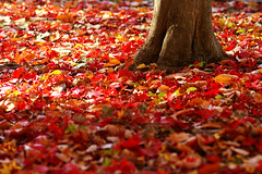 Autumn colors 1