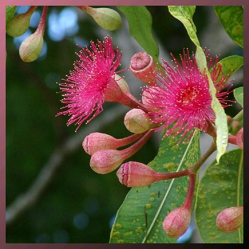 Pink Flowering Gum