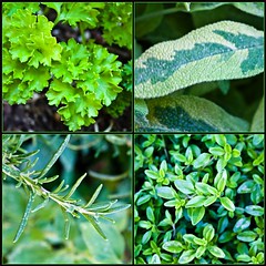 ♪ Parsley, Sage, Rosemary and Thyme  ♪ by Jill Clardy