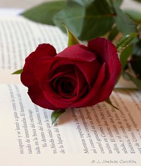 Una rosa, una historia