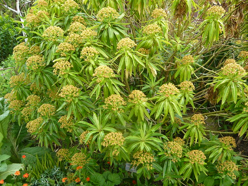 Euphorbia mellifara