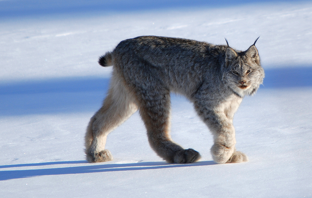 Lynx (Lynx canadensis) | Idaho Fish and Game