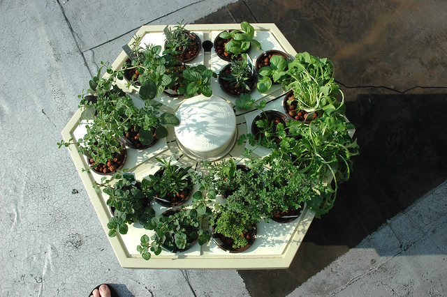 hydroponic herb garden on the roof | Flickr - Photo Sharing!