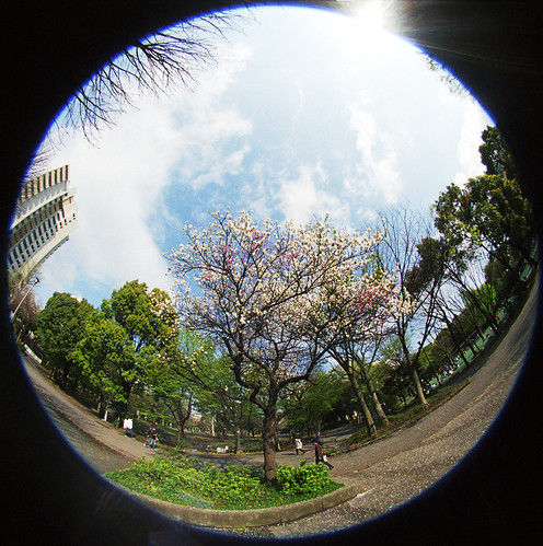 Lone Sakura in Toyama Park