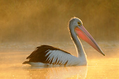 Pelican Kabuki in Karkarook
