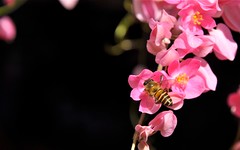 Close up BEE BEE