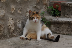 Cats in Dubrovnik