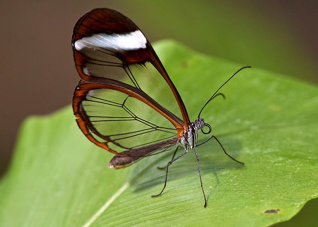 Chester Zoo - Glasswing Butterfly