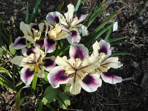 Iris x Pacific Coast unknown
