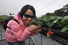 Dahu, Taiwan - My obsession with picking strawberries