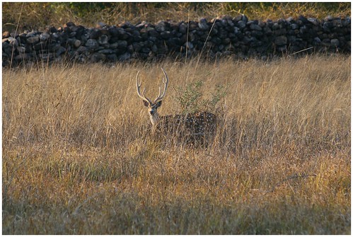 Spotted Deer Bandhavgarh by McShug