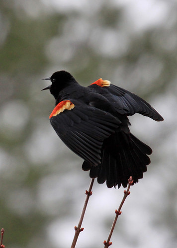 Red-winged Blackbird detail