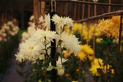 Chrysanthemum　2009-