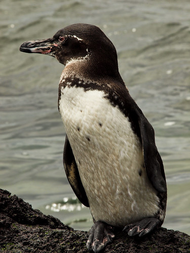 galapagos penguin 2-16 tuesday fernandina island by paulaf55