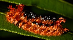 Lepidoptera (Peru)