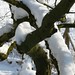 Lafouge - Cognassier sous la neige - Epinac - Dinay