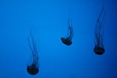 20100101 - New England Aquarium