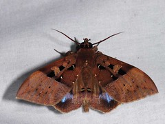 Erebidae, Erebinae - Thailand