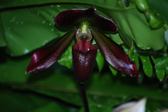 2010 Orchid Show Cuba in Flower