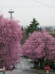 Flowers:Cherry & Plum Blossoms