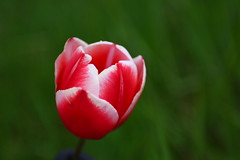 Tulips in Yard, 2010