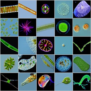 bacterias imagenes