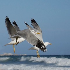 Mouettes  Gaviota   Seagull